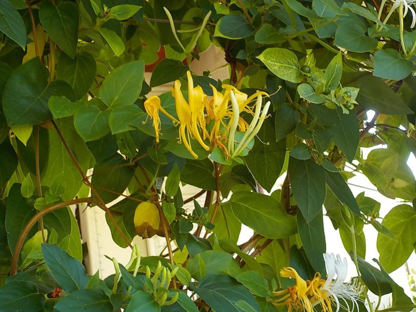  - lonicera