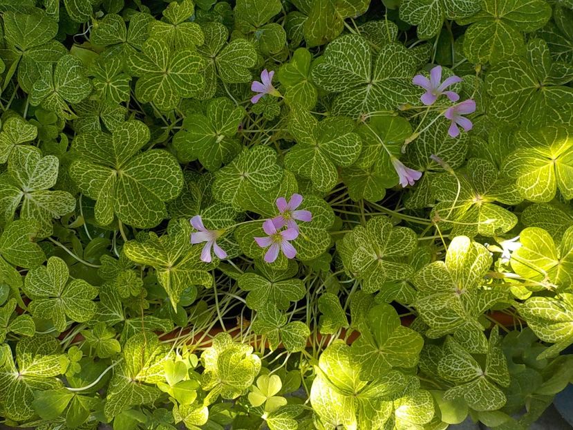  - oxalis corimbosa aureo