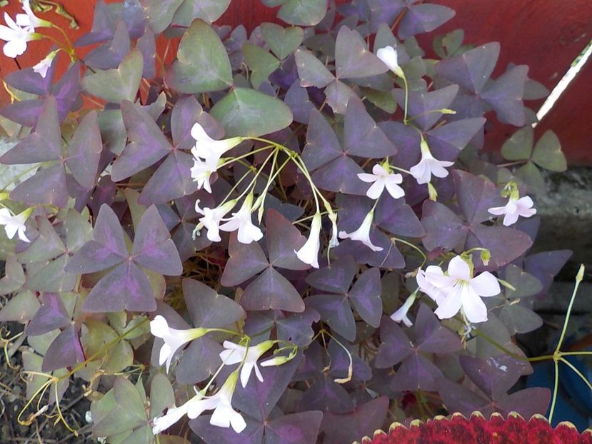  - oxalis triangularis