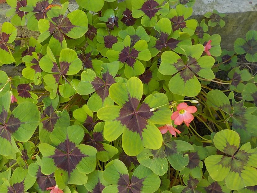  - oxalis iron cross