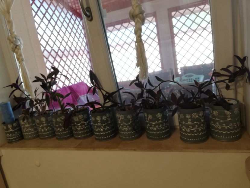 Ghivecele decorative sunt de prezentare - Trandafiri la ghivece si plante dec la ghivece