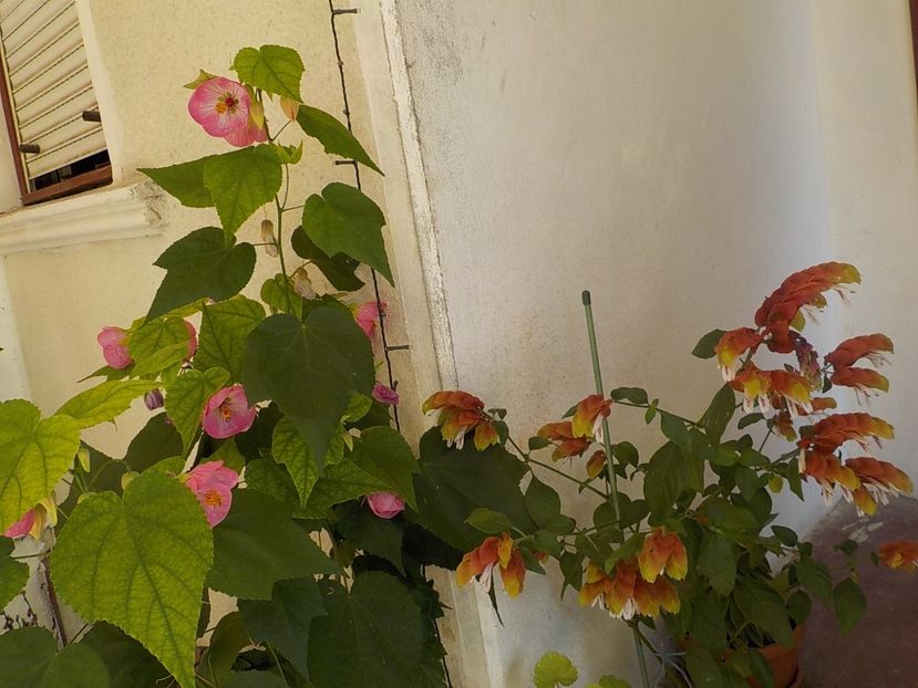  - Florile mele