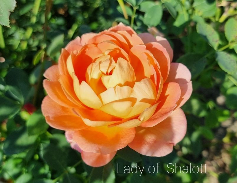 Lady of Shalott (Tufa) - Album 2019