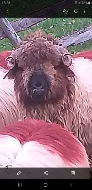 Screenshot_20200928-182550_Gallery - berbeci bucalai