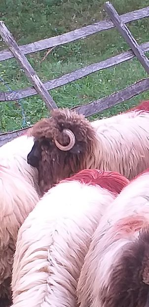 Screenshot_20200929-115308_Gallery - berbeci bucalai