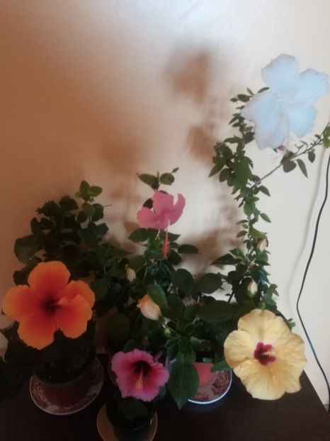  - Hibiscus 2021