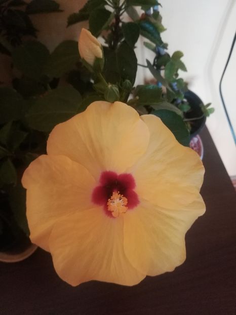  - Hibiscus 2021