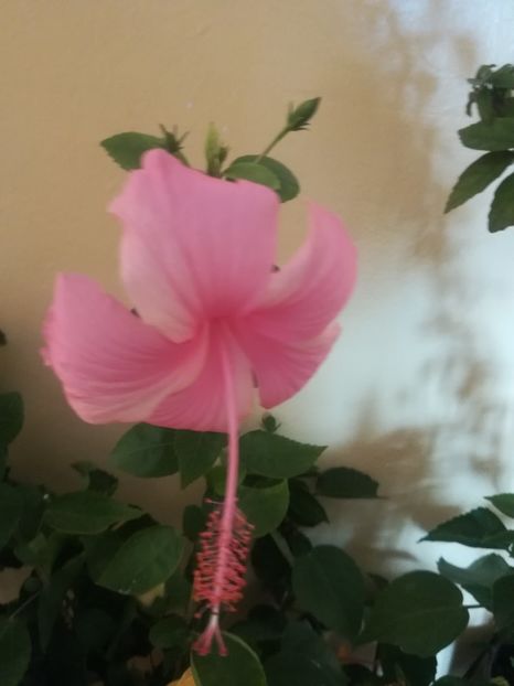 Dainty Pink - Hibiscus 2021