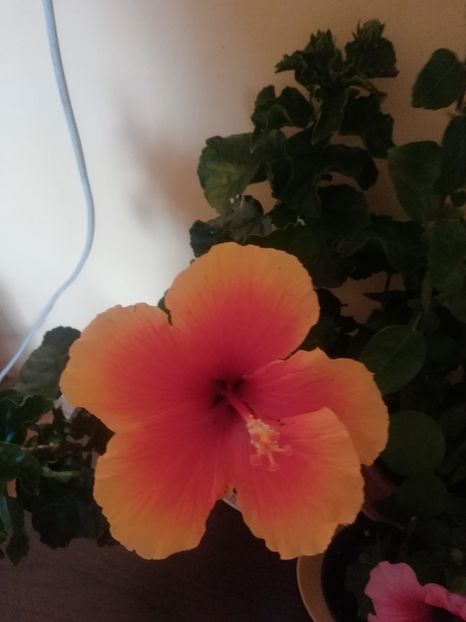Salsa - Hibiscus 2021