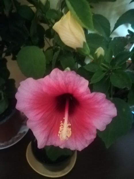Pink Dreams - Hibiscus 2021