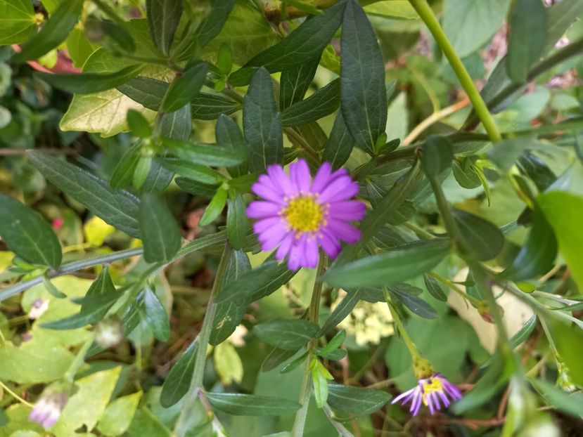  - Grădina 2021 continuare 2