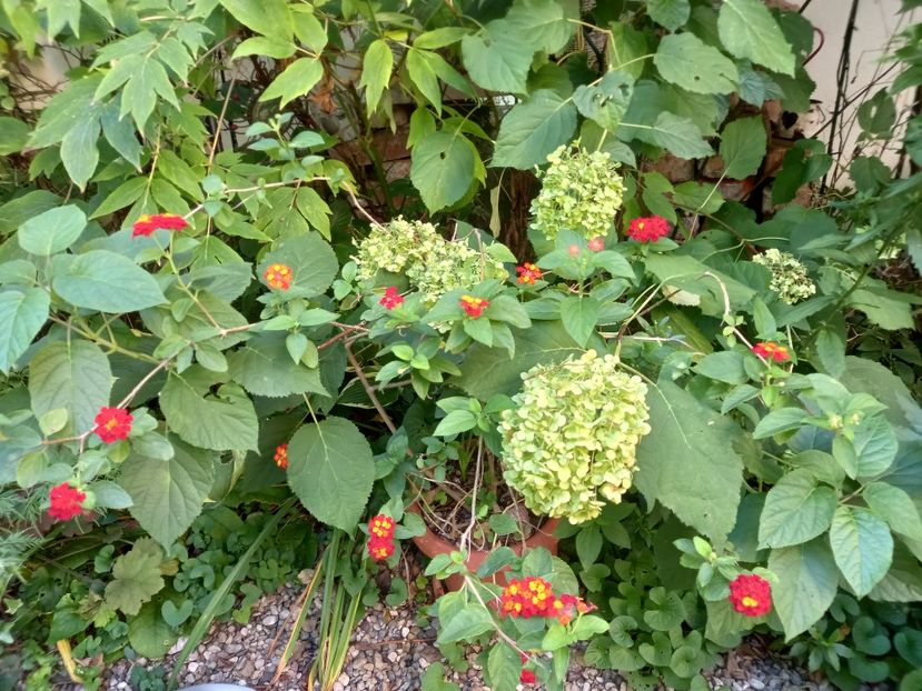  - Grădina 2021 continuare 2