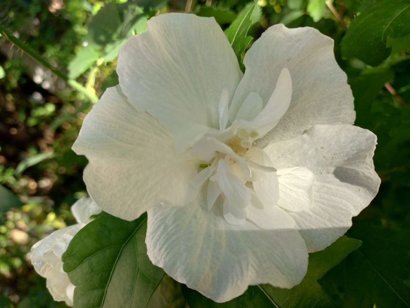  - Grădina 2021 continuare 2