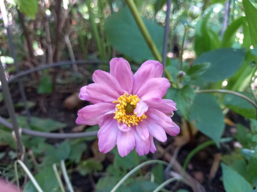 Anemona "Bressingham Glow" - Grădina 2021 continuare 2