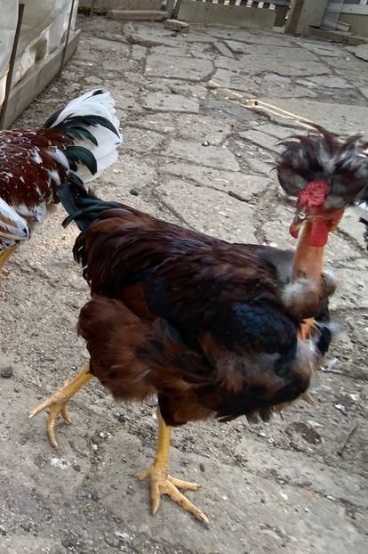 C7B82B49-8006-4B37-B67C-C69740C93BD1 - Puisori 2021