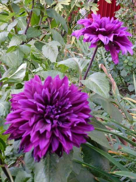 Thomas Edison - 0Gradina 2021