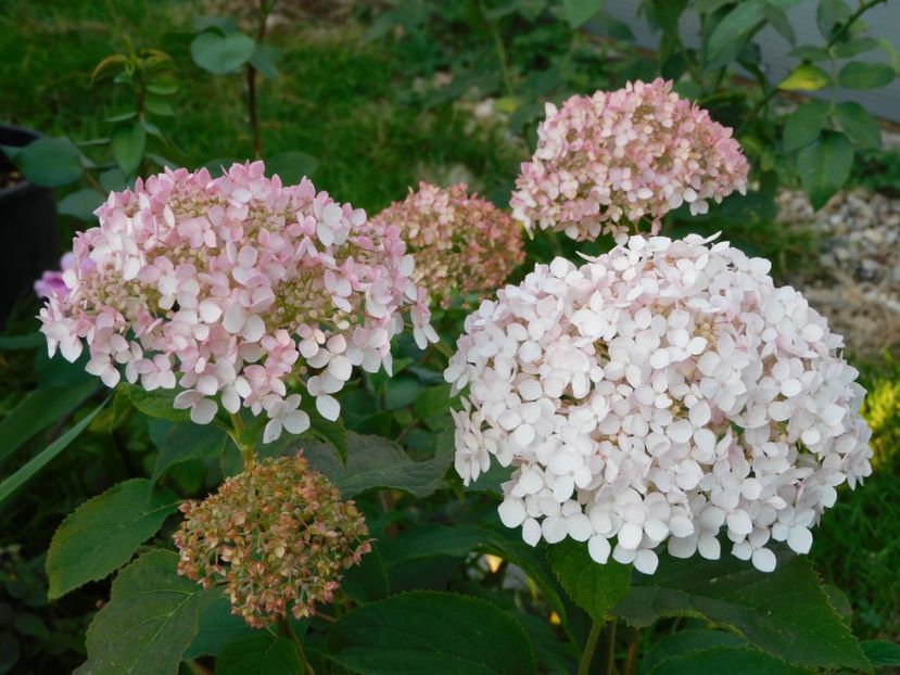Bubblegum - 0Gradina 2021