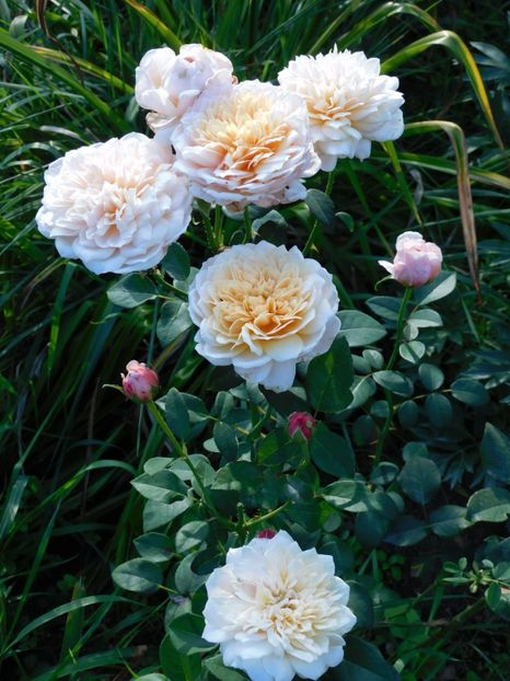 English garden - -Trandafiri 2021