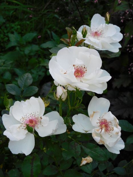 Jaqueline du pre - -Trandafiri 2021