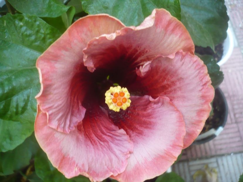 13.09.2021 - HIBISCUSI 2021-3