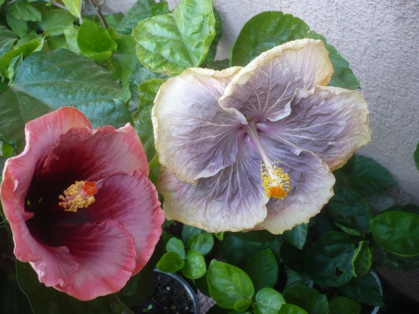 P1500991 - HIBISCUSI 2021-3