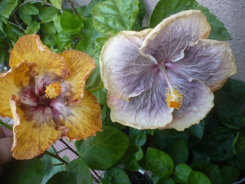 P1500993 - HIBISCUSI 2021-3