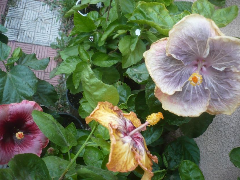 P1500996 - HIBISCUSI 2021-3