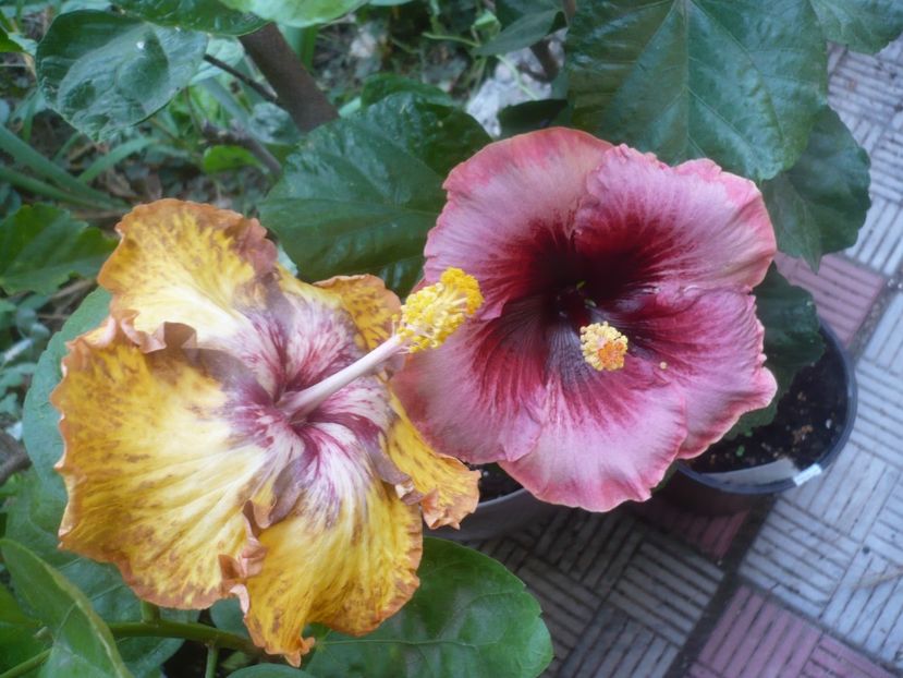 P1510001 - HIBISCUSI 2021-3