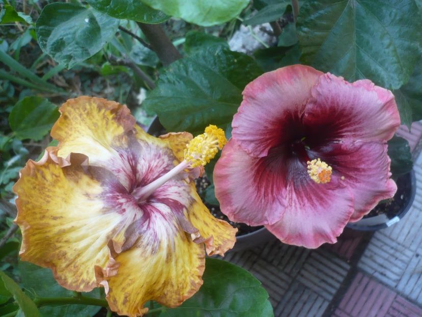 P1510002 - HIBISCUSI 2021-3