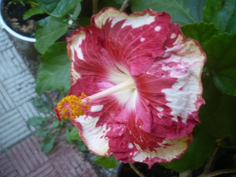 P1510004 - HIBISCUSI 2021-3