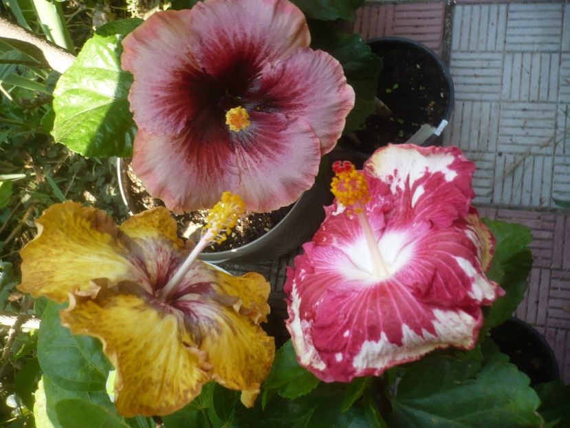 P1510007 - HIBISCUSI 2021-3