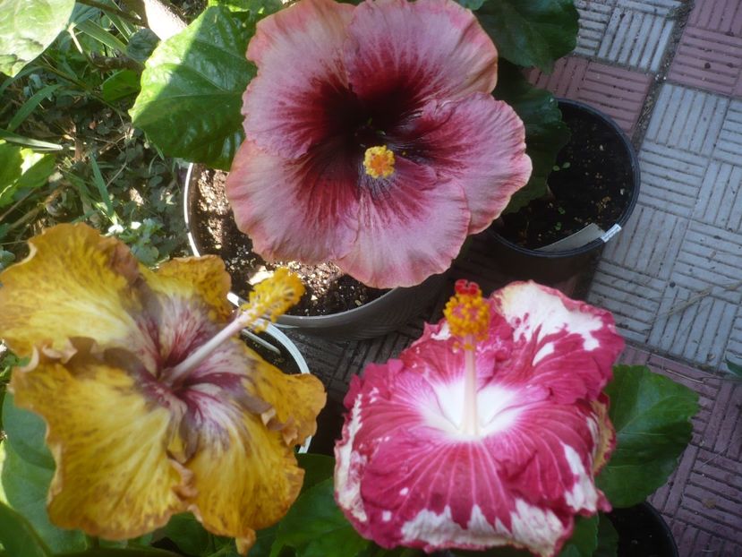 P1510009 - HIBISCUSI 2021-3