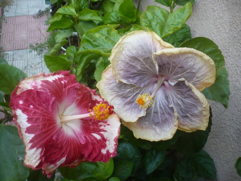 P1510010 - HIBISCUSI 2021-3