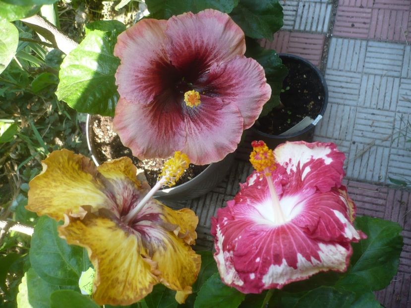 P1510011 - HIBISCUSI 2021-3