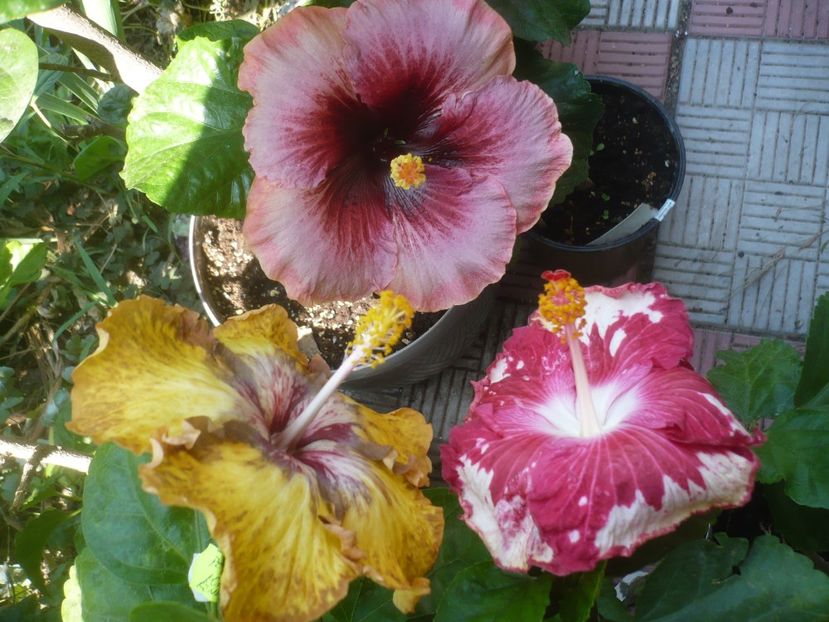 P1510012 - HIBISCUSI 2021-3