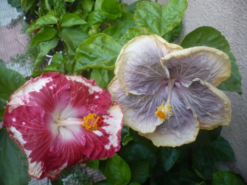 P1510005 - Cherry Appaloosa