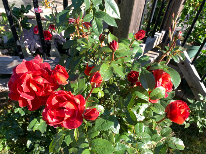  - Jurnalul gradinii 2021