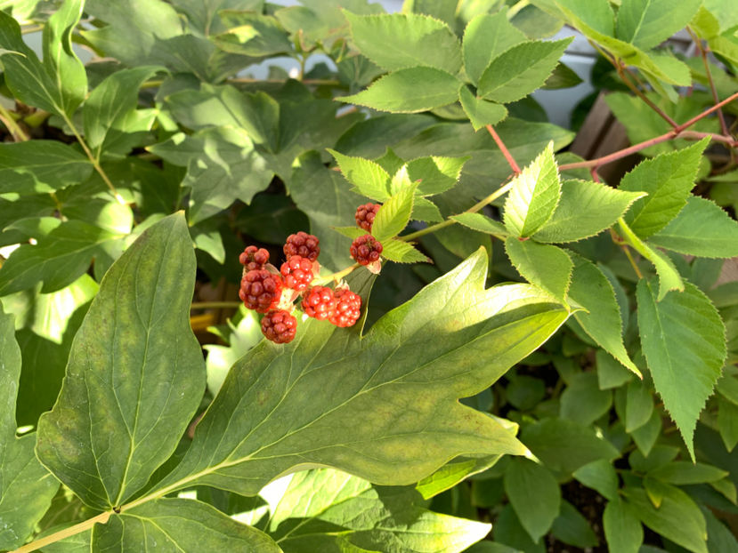  - Jurnalul gradinii 2021