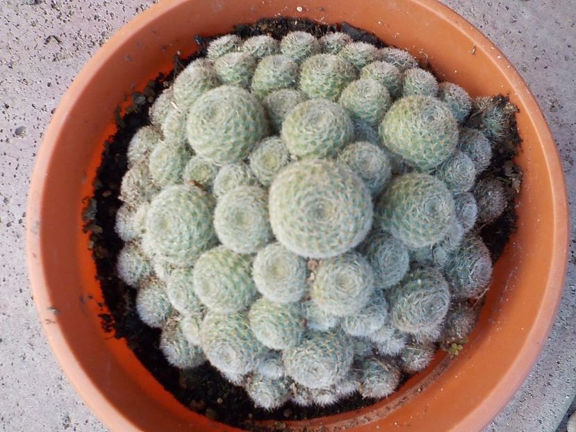 pierdut - rebutia heliosa