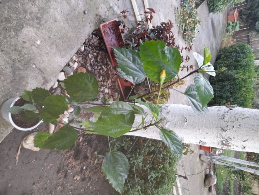 El capitolio galben,60 cm - AAAAAA DISPONIBIL