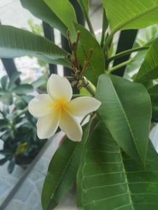  - Plumeria