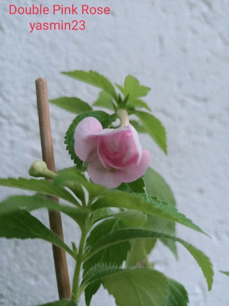  - Double Pink Rose