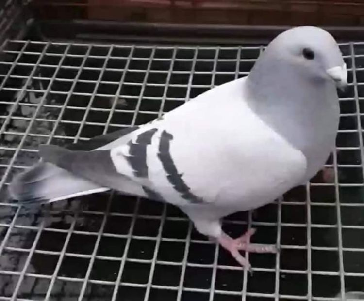  - Nu îmi aparțin 3