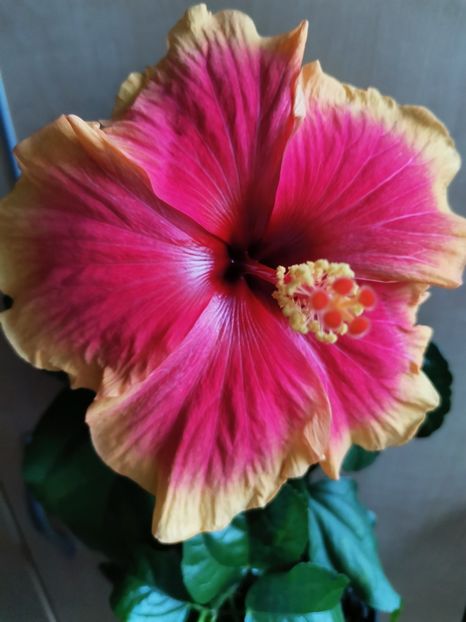  - Hibiscus 2015-2024