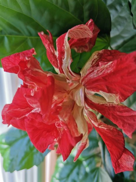  - Hibiscus 2015-2024