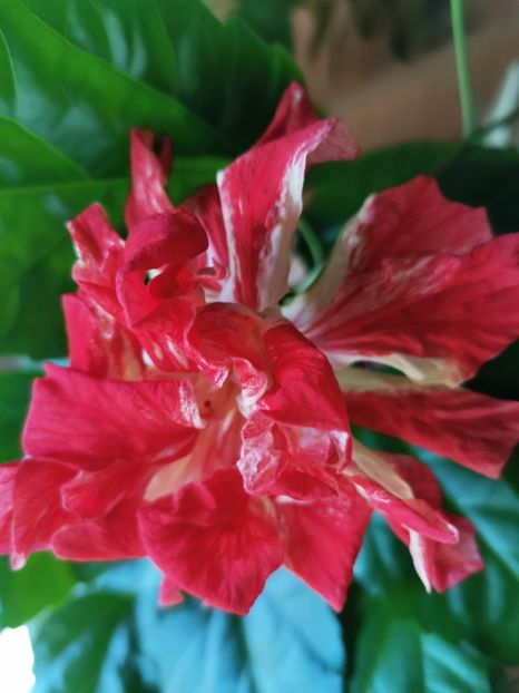  - Hibiscus 2015-2024