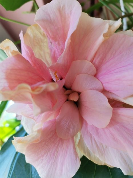  - Hibiscus 2015-2024