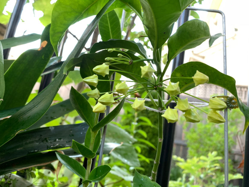  - Jurnalul gradinii 2021