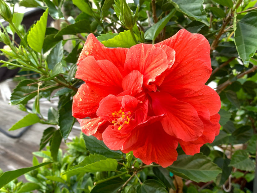  - Jurnalul gradinii 2021