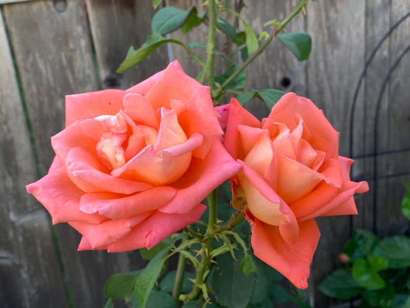  - Jurnalul gradinii 2021